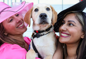 Guide dog puppies interact with racegoers wearing big hats at Ascot Racecourse, as part of their socialisation training to become comfortable around unusual headwear. Research from charity Guide Dogs reveals that dogs can be afraid of hats or objects on people’s heads, as they can make it harder for them to recognise even familiar individuals