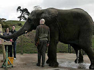 Supporting image for story: Jumbo success for Five's artistic flair