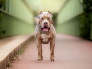 Supporting image for story: XL Bully ban: What changes coming into effect today mean for dog owners