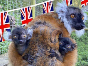 Supporting image for story: Dudley Zoo's tiny new primate twins given royal names in coronation celebration