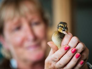 Supporting image for story: Wildlife charity 'astounded' by amount raised at summer open day despite wet weather