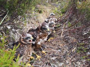 Supporting image for story: Number of hen harriers killed or missing at new high, RSPB warns