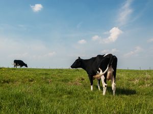 Supporting image for story: Mild winter presents increased fly risk