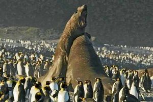 Supporting image for story: Attenborough warms a Frozen Planet