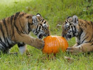 Supporting image for story: Trick or treat? Rare tiger cubs given pumpkin surprise