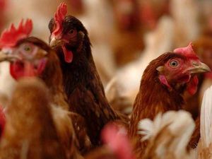 Supporting image for story: Group taking legal action to try to halt 210,000-bird Bridgnorth chicken farm