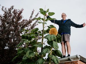 Supporting image for story: Bryan’s super sunflower reaches for the sky