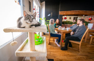 B&DWM & BWM - UnSug-DWH-CatCafe-12122025-21 - CATW have rescued over 1,000 cats