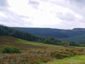 Supporting image for story: Future plans for forest in Mid Wales come under the spotlight