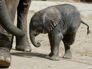 Supporting image for story: Animal circus ban a step nearer in Wales