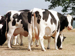 Supporting image for story: Farming Talk: Dairy Event has been through so many changes