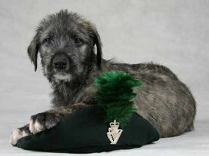 Supporting image for story: Royal Irish Regiment chooses new mascot