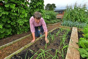 Di Higgs tending to her allotment plot in Shrewsbury