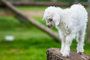 Angora goat