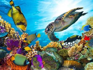 Supporting image for story: ‘Sun shield’ thinner than a human hair could protect the Great Barrier Reef from coral bleaching