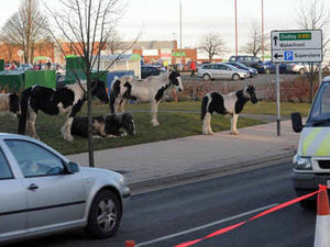 Supporting image for story: Horses roaming outside Brierley Hill Asda