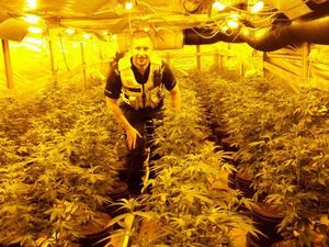 Supporting image for story: Flushed out: Cannabis farm found behind fake toilet in Wednesbury