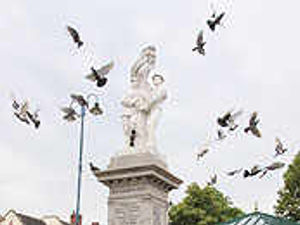 Supporting image for story: Hawks swoop in to deal with pigeons