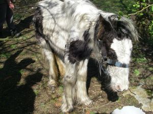 Supporting image for story: Investigation launched after sick and weak ponies found abandoned in Wolverhampton field 