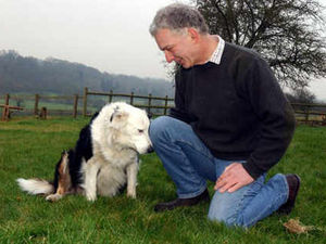 Supporting image for story: Hearing dog taken by car thieves is found
