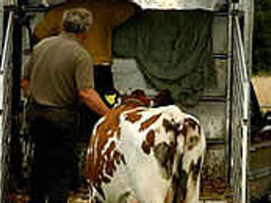 Supporting image for story: Foot and mouth source wait