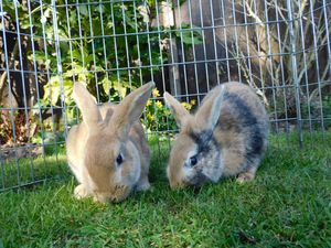 Supporting image for story: RSPCA plea after spike in abandoned small pets