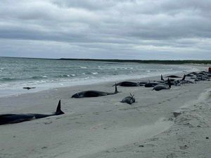 Supporting image for story: Remaining 12 whales stranded on Orkney euthanised