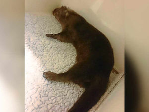 Supporting image for story: Police come to rescue of otter in Ironbridge street