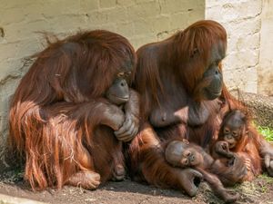 Supporting image for story: Nans and grandads going free at Dudley Zoo for two days only to celebrate National Grandparents' Day