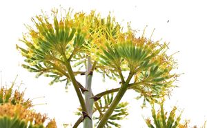 The flowers which have sprouted from Hilary Chappin's rare agave - which has flowered after 50 years.