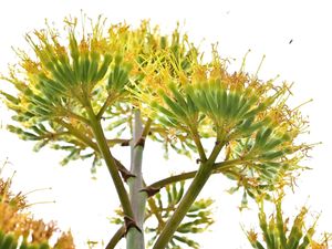 Supporting image for story: Watch: Rare 25ft tall plant continues to surprise Telford owner as it sprouts spectacular flowers