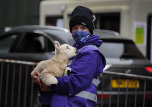 Farm park operator Bex Holden holds a three-day-old lamb