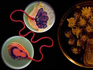 Supporting image for story: You need to see this award-winning artwork made entirely from microbes