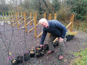 Supporting image for story: Shrewsbury folk urged to plant a tree for Queen's jubilee
