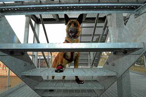 Kai training wearing special dog boots
