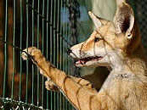 Supporting image for story: Hunting all a waste of our time