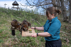 The lemurs were said to have grunted while eating the specially made buns, whick keepers say is a 'sign of gratitude'
