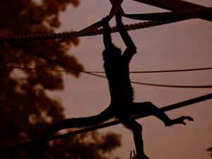 Supporting image for story: Dudley Zoo director looks back on positive year and offers thanks to public 