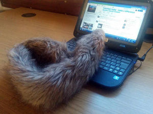 Supporting image for story: When is an otter not an otter? When it's a fake fur collar