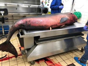 Supporting image for story: Scientists investigate rare pygmy sperm whale found washed up on beach