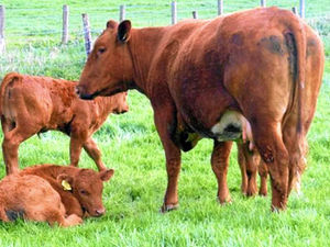 Supporting image for story: Farming Talk: Tired out from catching calves for de-budding