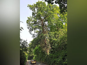 Supporting image for story: 'If one came down it could kill someone': Warning issued on Bridgnorth leaning trees