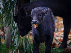 Supporting image for story: Birth of rare calf said to be smallest species of wild cattle captured on video