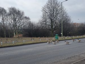 Supporting image for story: Police ensure safe crossing of waddling geese in Wednesbury