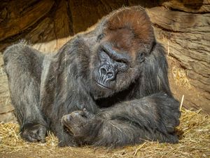 Supporting image for story: Gorillas test positive for coronavirus at San Diego park