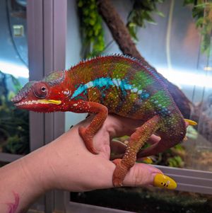 A stunning panther chameleon enjoying the reptile boarding service