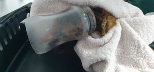 The fox cub had its head trapped in an old sweet jar