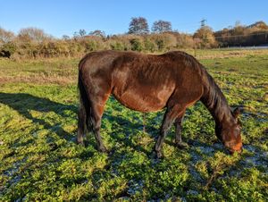 Supporting image for story: Kidderminster horse owner given ban after RSPCA finds pregnant mare ‘emaciated’