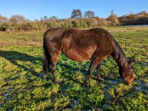 Supporting image for story: Kidderminster horse owner given ban after RSPCA finds pregnant mare ‘emaciated’