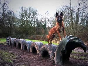 Supporting image for story: Meet Kai: The daring dog who sniffs out causes of fires